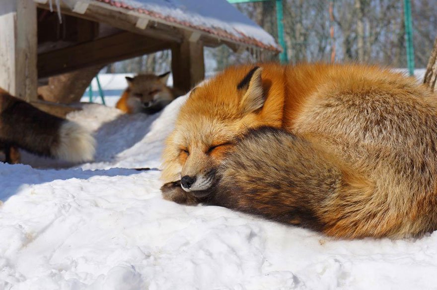 EMGN-Fox-Village-In-Japan-17