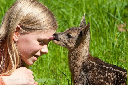 Rehkitz, Reh-Kitz, Mädchen, Kind mit wenige Tage alten, verwaisten, zahmen Jungtier, Kitz leckt dem Mädchen liebevoll das Gesicht, Kitz, Tierkind, Tierbaby, Tierbabies, Europäisches Reh, Ricke, Weibchen, Capreolus capreolus, Roe Deer, Chevreuil