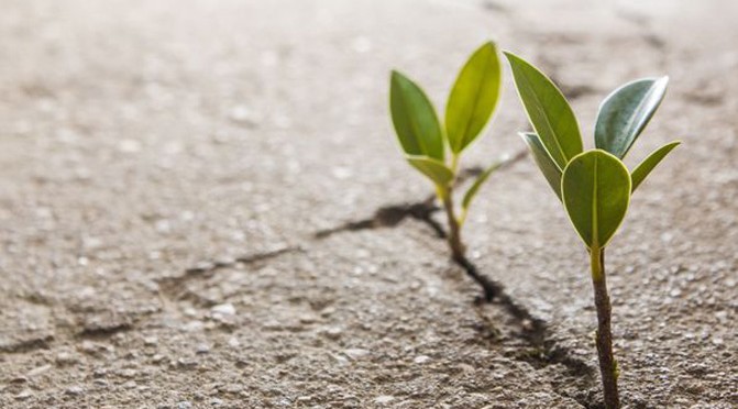 flower-asphalt-671x372