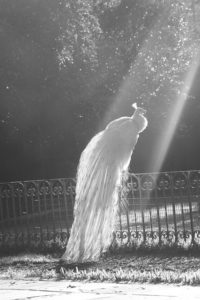 d817677bd6521511a87508f386ec45f8--albino-peacock-peacock-bird